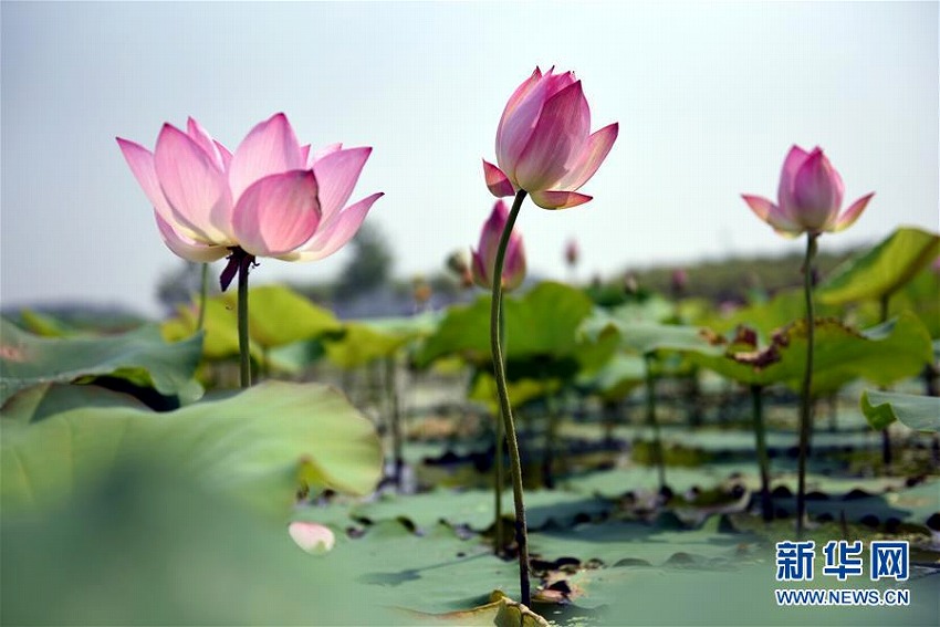 夏至到來(lái)　中國(guó)各地のハス池ですがすがしい気分に