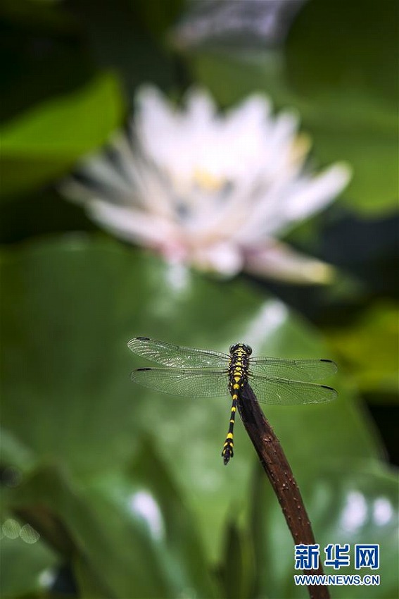 夏至到來　中國各地のハス池ですがすがしい気分に