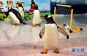 ペンギンもW杯に參戦！