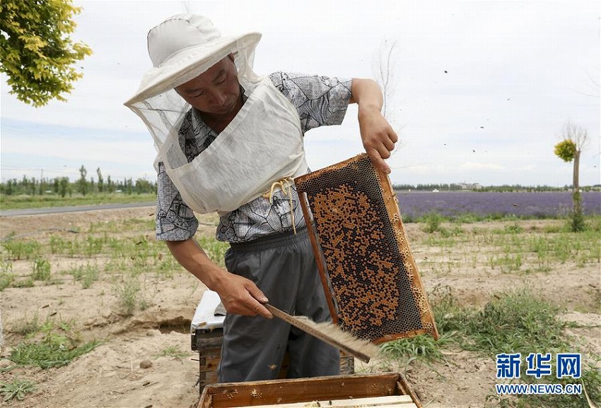 新疆でラベンダー満開に　蜜の収穫を始める養(yǎng)蜂家