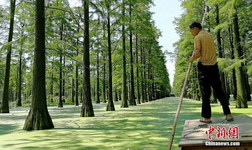 心癒す森林風(fēng)景　緑の木々が生い茂る武漢市の漲渡湖濕地