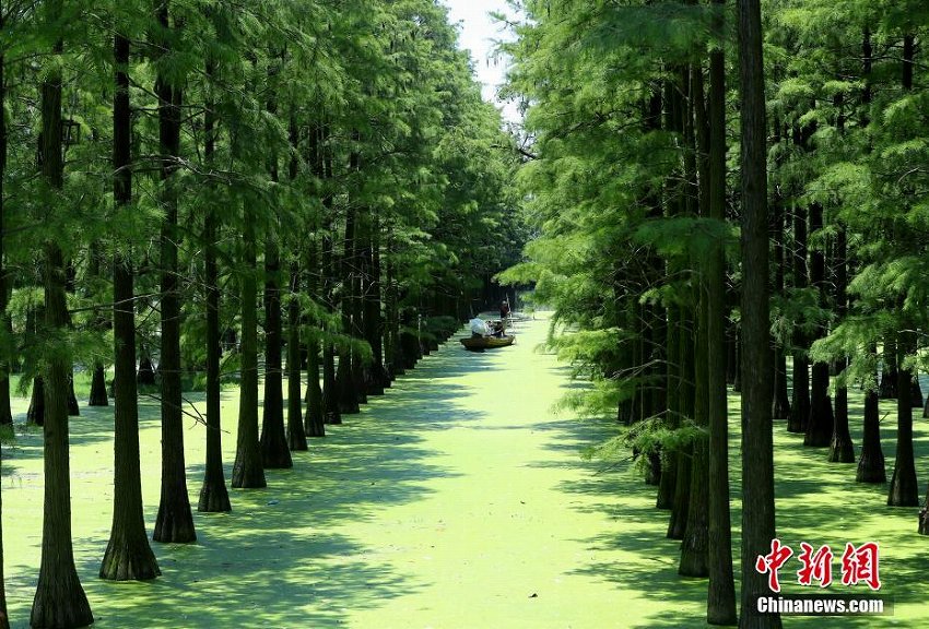 心癒す森林風(fēng)景　緑の木々が生い茂る武漢市の漲渡湖濕地