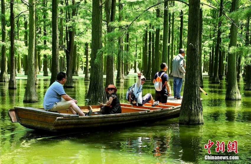 心癒す森林風景　緑の木々が生い茂る武漢市の漲渡湖濕地