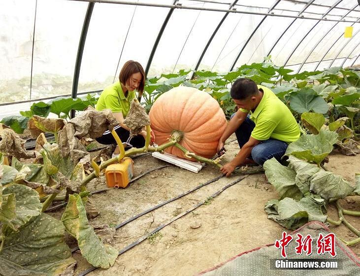 江蘇省宿遷市のカボチャ展に巨大カボチャ登場　最大で117キロ