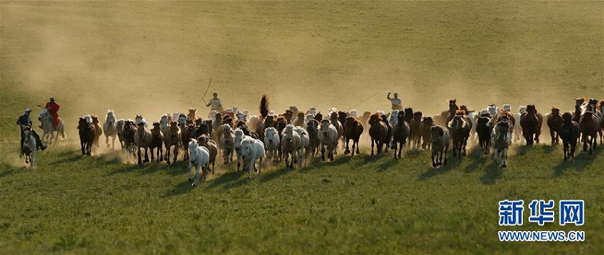 草原を駆けめぐる馬たち　內(nèi)蒙古自治區(qū)