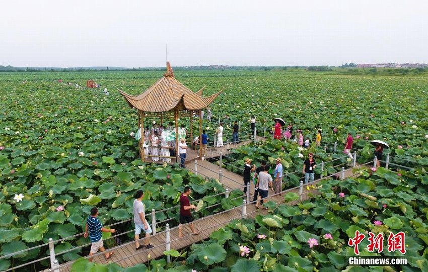 幾何學(xué)的な美しさ！広大な蓮池の風(fēng)景を空撮　江西省