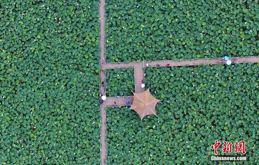 幾何學(xué)的な美しさ！広大な蓮池の風(fēng)景を空撮　江西省