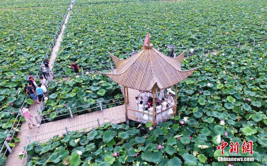 幾何學的な美しさ！広大な蓮池の風景を空撮　江西省