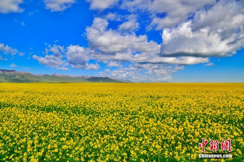 一面の黃金色に養(yǎng)蜂家も集まる甘粛省山丹馬場の満開のアブラナ