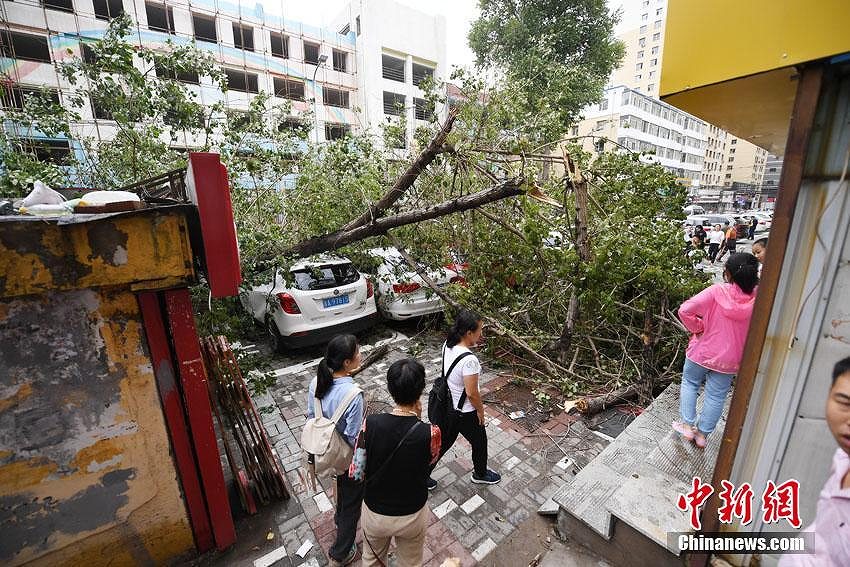 街路樹の大木が突然倒れて駐車中の車10臺(tái)近くが下敷きに　吉林省