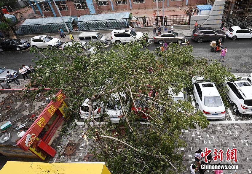 街路樹の大木が突然倒れて駐車中の車10臺近くが下敷きに　吉林省