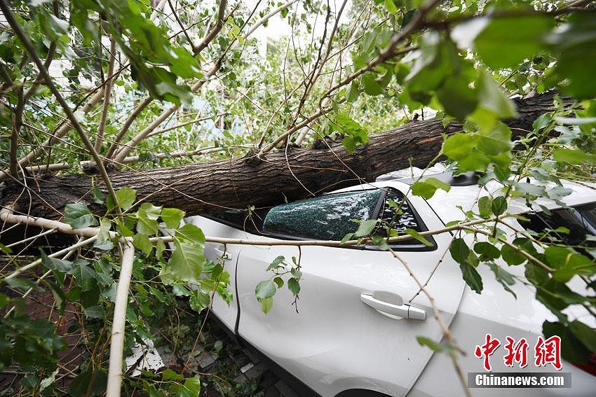 街路樹(shù)の大木が突然倒れて駐車中の車10臺(tái)近くが下敷きに　吉林省