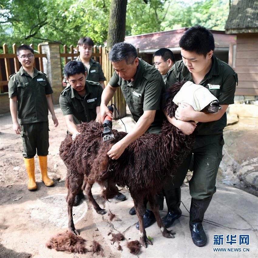 重慶市動(dòng)物園で暑さ対策作戦発動(dòng)！