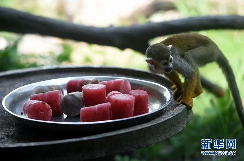 重慶市動物園で暑さ対策作戦発動！