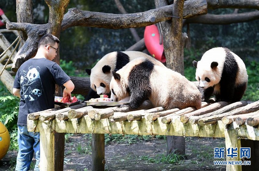 重慶市動物園で暑さ対策作戦発動！