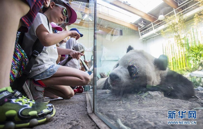 夏休みのカルガリーで動(dòng)物園のジャイアントパンダが大人気に　カナダ