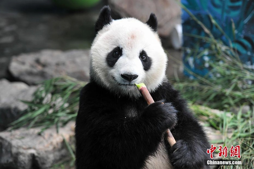 瀋陽森林動物園パンダ館にクーラー設置　パンダたちに快適な環(huán)境を提供