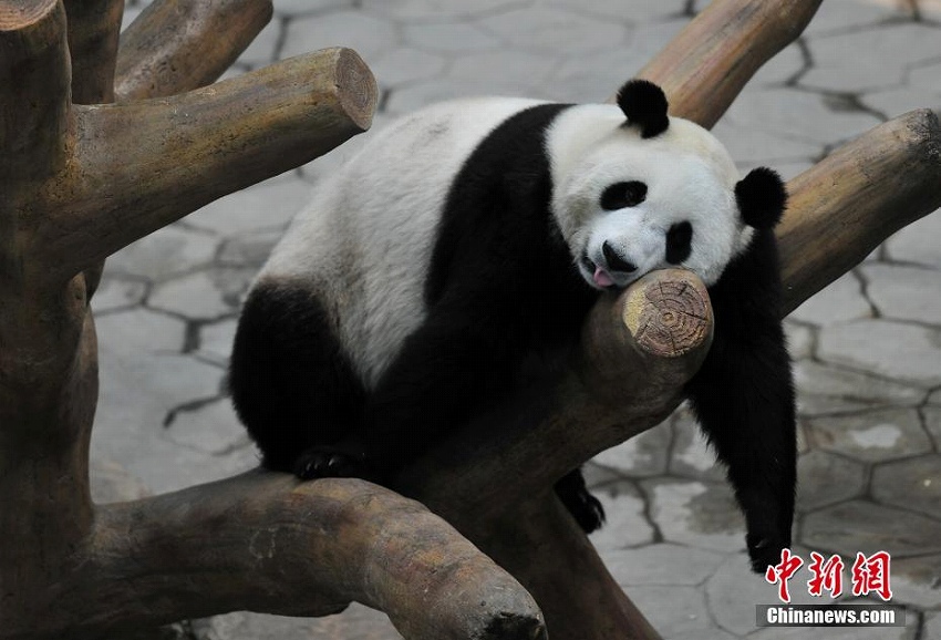 瀋陽森林動物園パンダ館にクーラー設(shè)置　パンダたちに快適な環(huán)境を提供