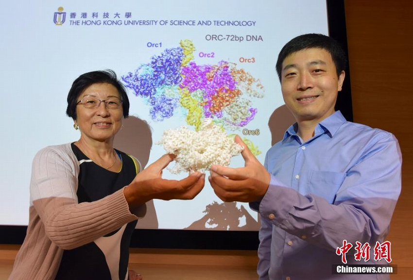 香港科技大學(xué)と北京大學(xué)がDNA複製の新メカニズム解明