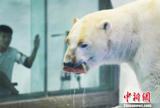 南京の水族館「海底世界」、ホッキョクグマの暑さ対策に冷えたスイカなど