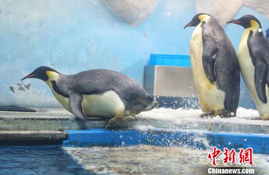 南京の水族館「海底世界」、ホッキョクグマの暑さ対策に冷えたスイカなど