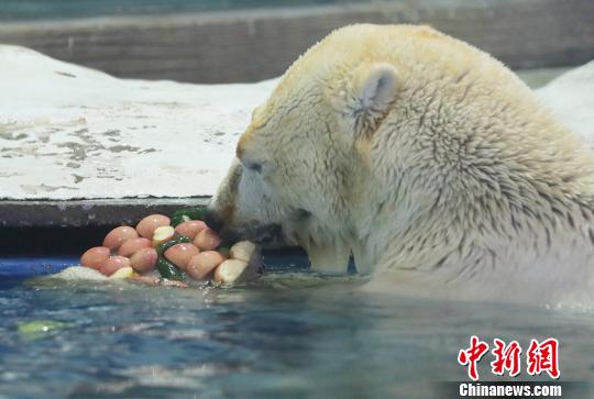 南京の水族館「海底世界」、ホッキョクグマの暑さ対策に冷えたスイカなど