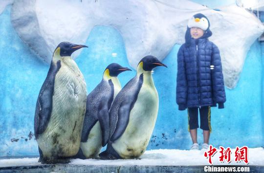 南京の水族館「海底世界」、ホッキョクグマの暑さ対策に冷えたスイカなど