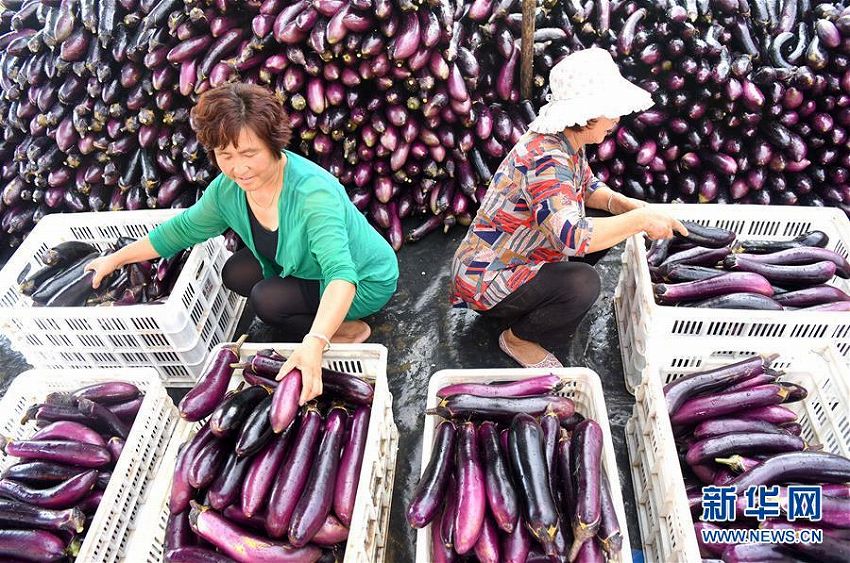 秋の収穫シーズン幕開(kāi)けの山東省沂源県