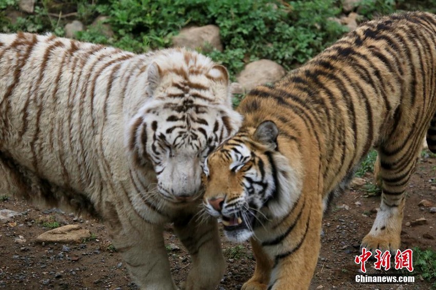 七夕節(jié)を前に、動物たちも仲睦まじさをアピール　山東省