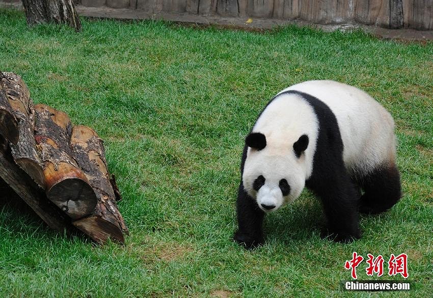 中國(guó)の北方高緯度地域で初めて飼育されたパンダが繁殖のため四川へ