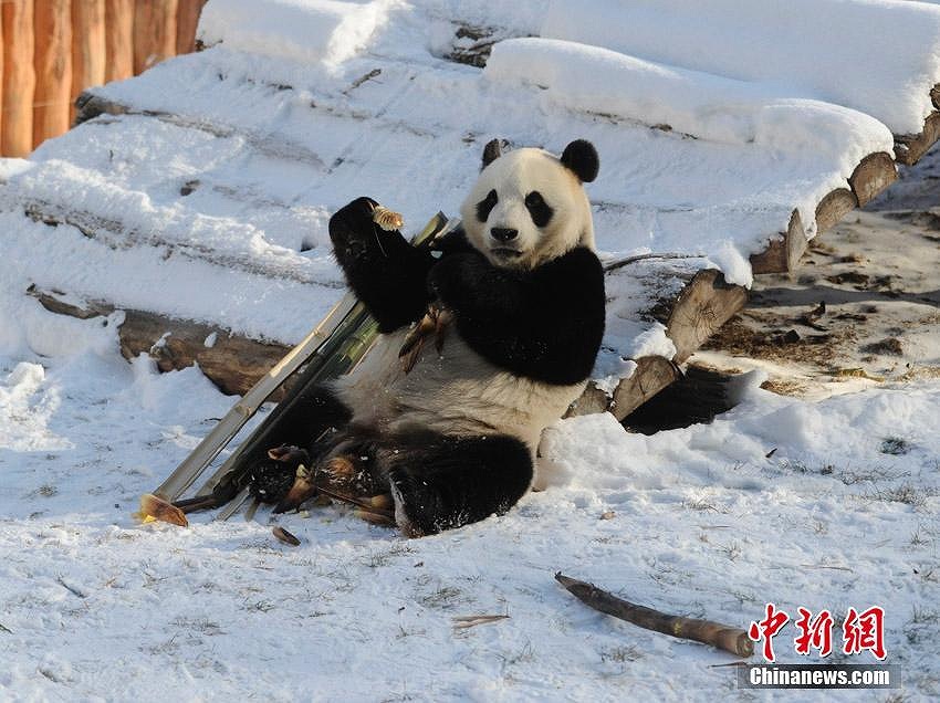 中國(guó)の北方高緯度地域で初めて飼育されたパンダが繁殖のため四川へ