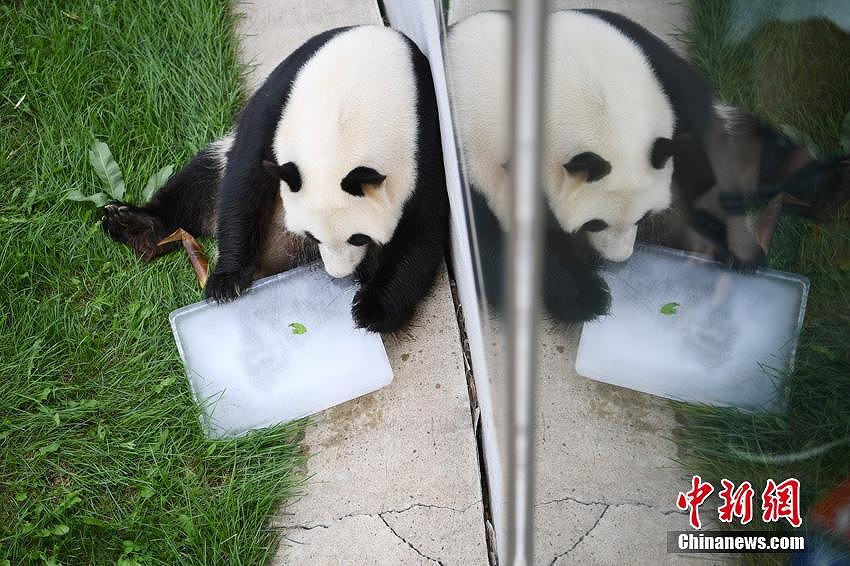 中國(guó)の北方高緯度地域で初めて飼育されたパンダが繁殖のため四川へ