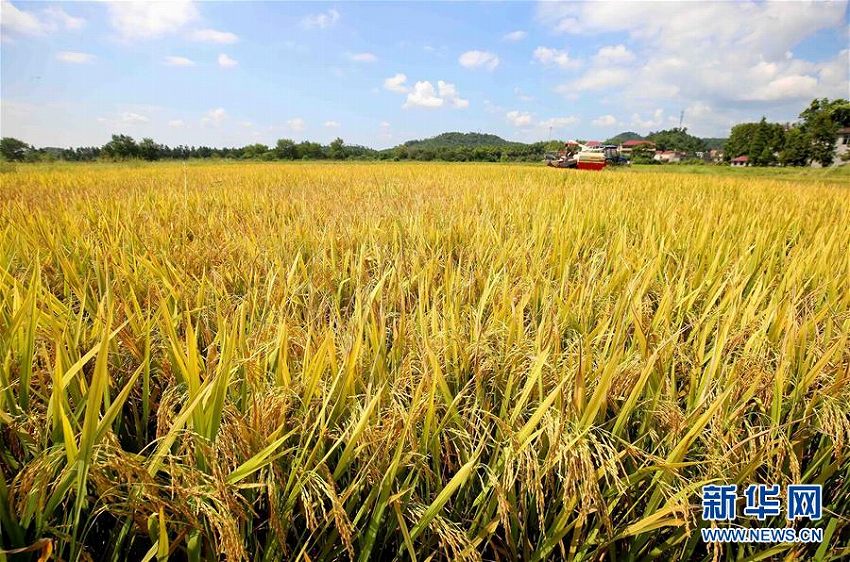 一面の黃金色　中稲の収穫シーズン迎えた江西省靖安県