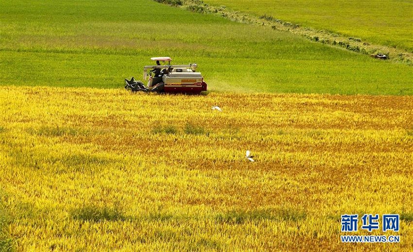 一面の黃金色　中稲の収穫シーズン迎えた江西省靖安県