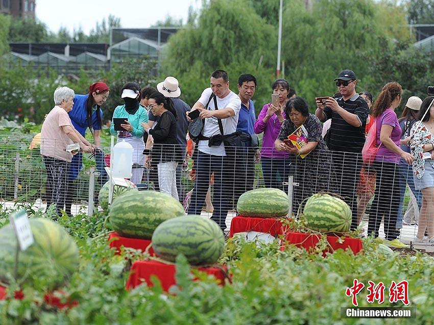 73キロのどでかいスイカ！　長春市で國際農(nóng)業(yè)?食品博覧會