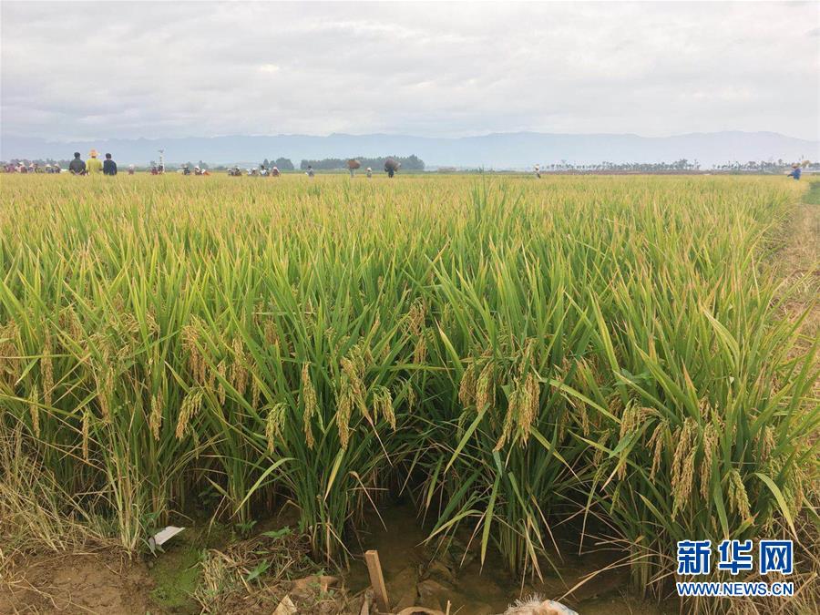 スーパーハイブリッド稲の生産量が再び記録を更新