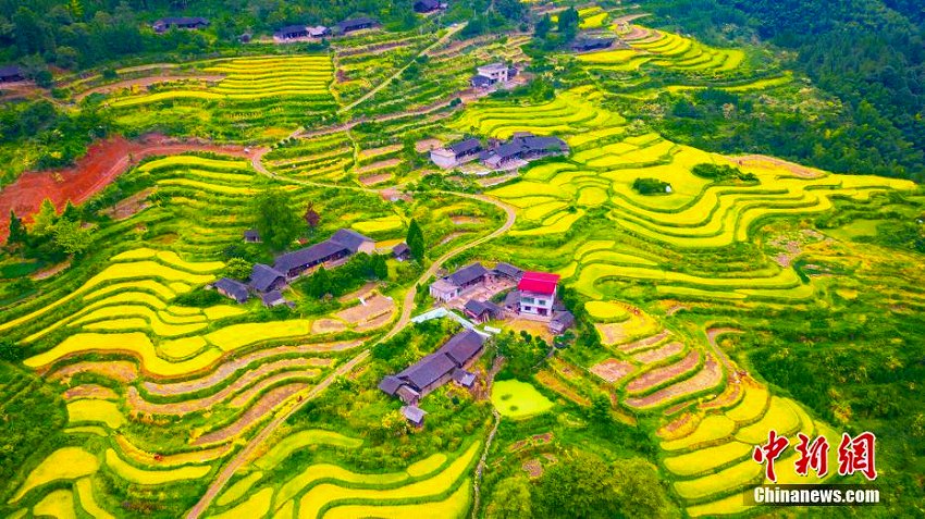 実りの秋！黃金色に輝く棚田の織り成す美しい風(fēng)景　湖南省