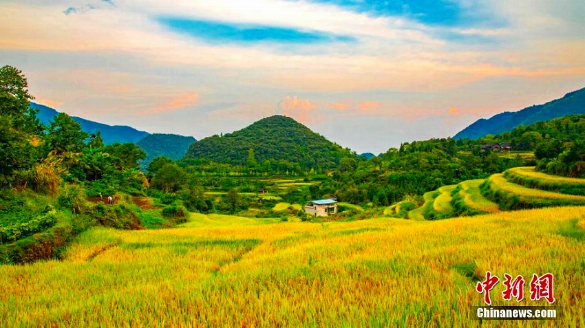 実りの秋！黃金色に輝く棚田の織り成す美しい風(fēng)景　湖南省