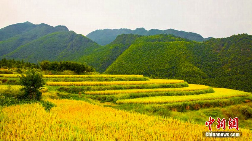 実りの秋！黃金色に輝く棚田の織り成す美しい風(fēng)景　湖南省