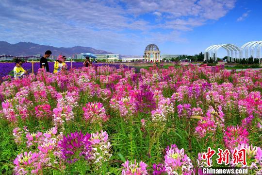 美しい夕日に映える色とりどりの花々　甘粛省金昌