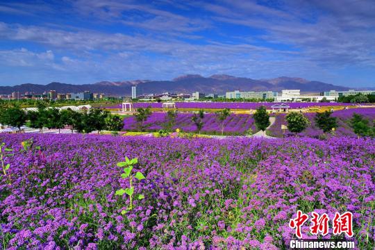 美しい夕日に映える色とりどりの花々　甘粛省金昌