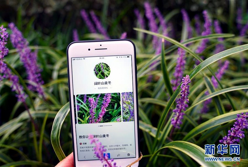 植物園で體験！スマホの畫像認(rèn)識機(jī)能で植物の知識學(xué)ぶ