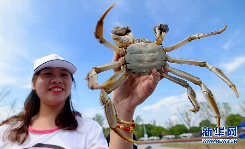 蘇州陽澄湖で観光祭開催　上海蟹の捕獲體験を楽しむ観光客