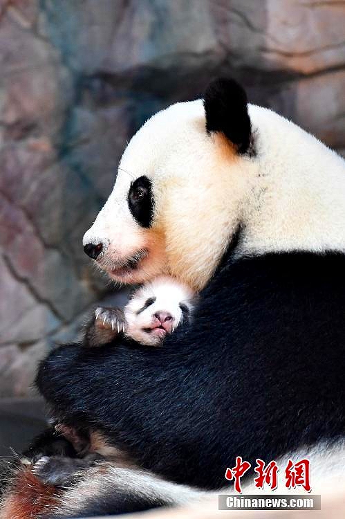 かわいいパンダの赤ちゃん初公開　広州長隆野生動物世界