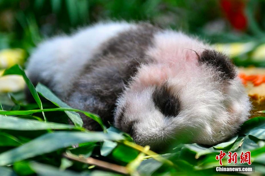 かわいいパンダの赤ちゃん初公開　広州長隆野生動物世界