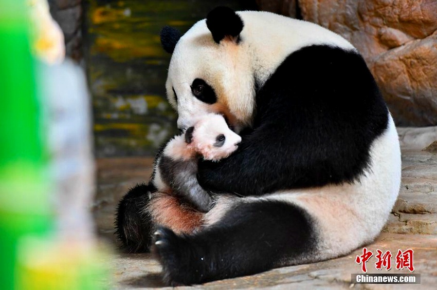 かわいいパンダの赤ちゃん初公開　広州長(zhǎng)隆野生動(dòng)物世界