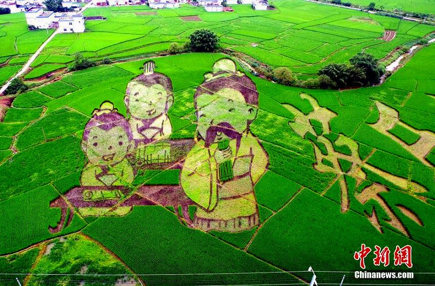 広西高速鉄道の沿線に広がる田んぼアート