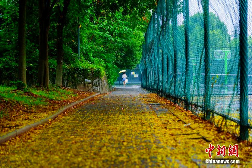 雨上がり、三峽大學(xué)キャンパスは菩提樹の花に覆われ「黃金の道」に