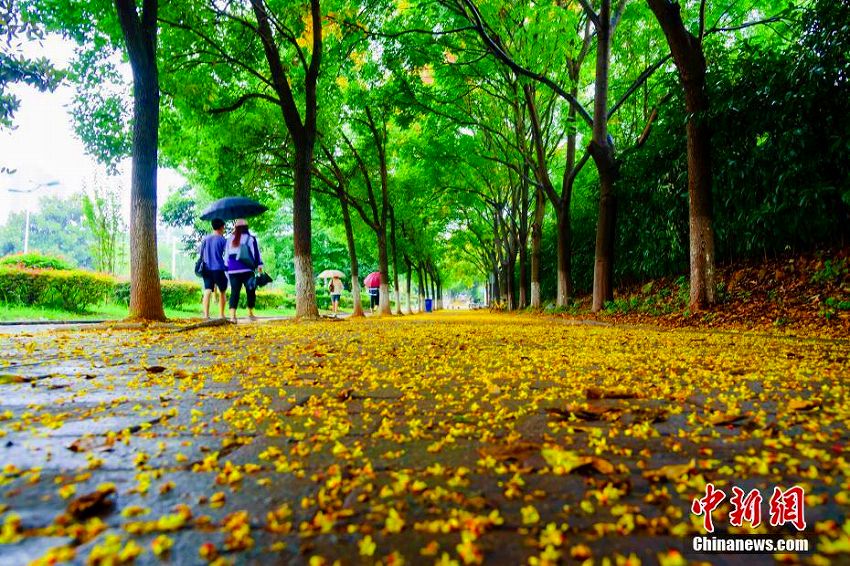 雨上がり、三峽大學キャンパスは菩提樹の花に覆われ「黃金の道」に