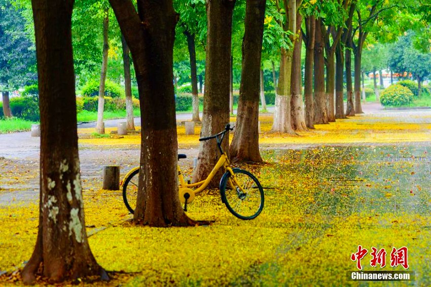 雨上がり、三峽大學(xué)キャンパスは菩提樹の花に覆われ「黃金の道」に